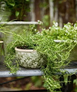 Botanical Pot Small