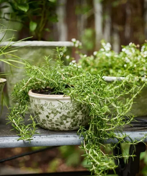 Botanical Pot Small