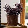 Brown Glazed Terracotta Pot
