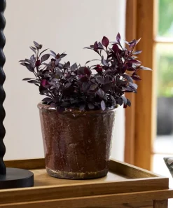 Brown Glazed Terracotta Pot