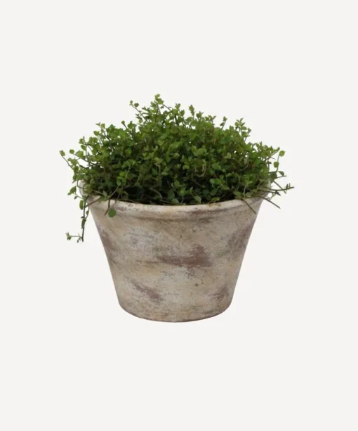 Providence Plant Pot Medium